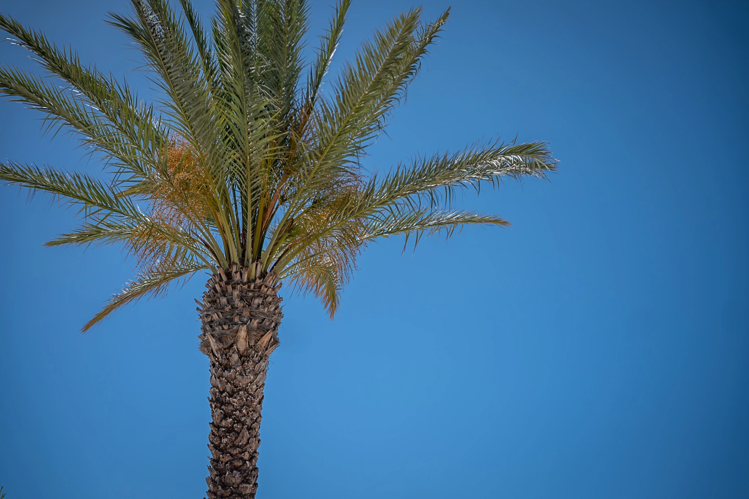 Chioma di una palma contro il cielo azzurro a Cala La Luna